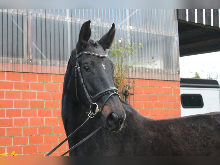 Caballo de salto Oldenburgo Yegua 3 años 173 cm Morcillo in Nortrup