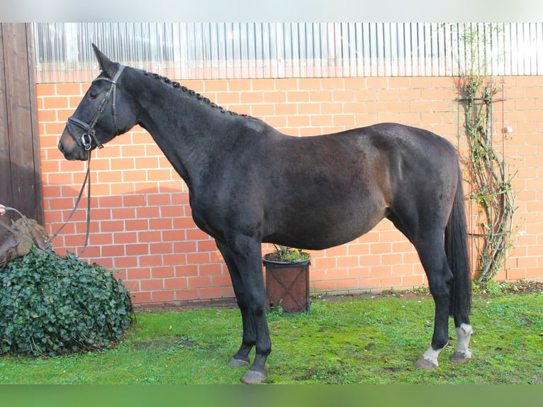 Caballo de salto Oldenburgo Yegua 3 años 173 cm Morcillo in Nortrup