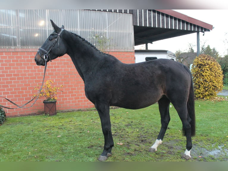 Caballo de salto Oldenburgo Yegua 3 años 173 cm Morcillo in Nortrup