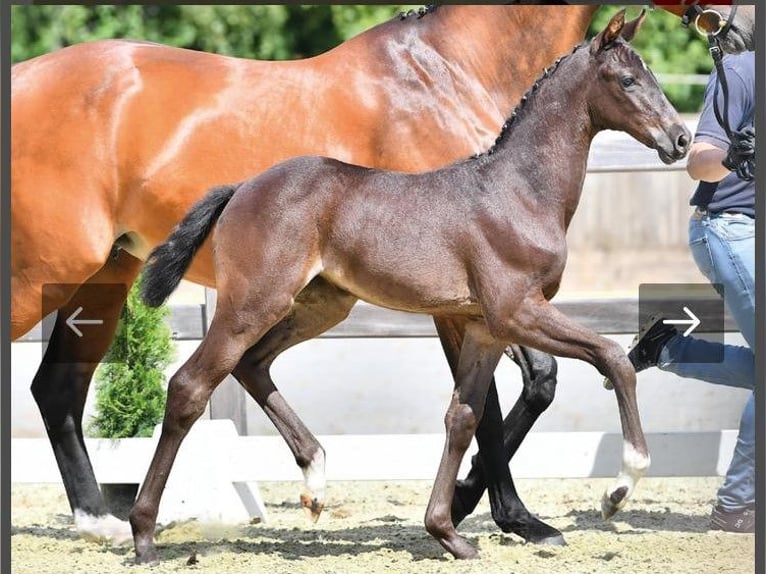 Caballo de salto Oldenburgo Yegua 3 años in Wetschen