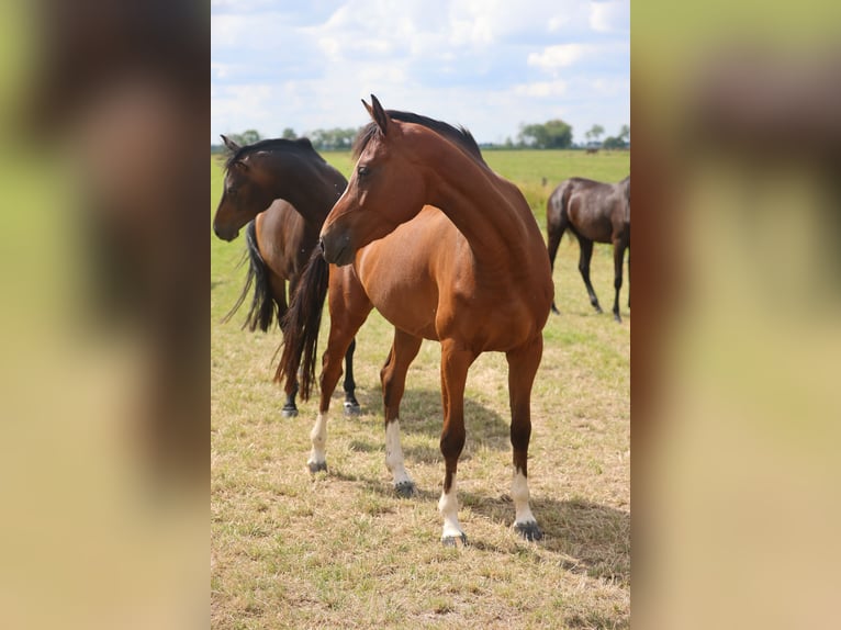 Caballo de salto Oldenburgo Yegua 3 años Castaño in Lemwerder