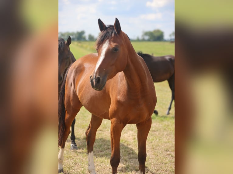Caballo de salto Oldenburgo Yegua 3 años Castaño in Lemwerder