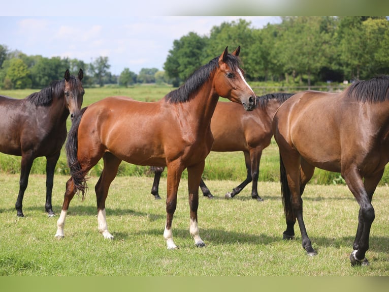 Caballo de salto Oldenburgo Yegua 3 años Castaño in Lemwerder