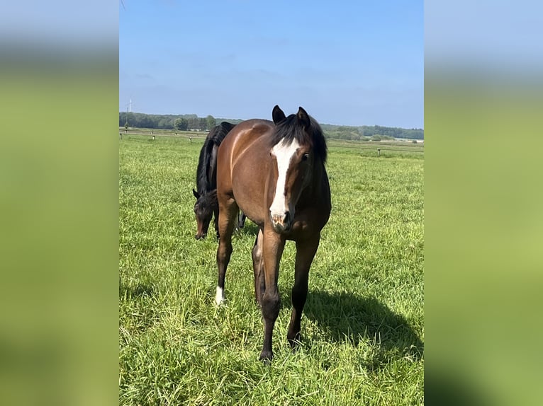 Caballo de salto Oldenburgo Yegua 3 años Castaño in Viersen