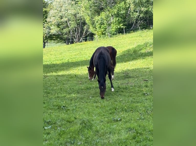 Caballo de salto Oldenburgo Yegua 3 años Castaño in Emstek