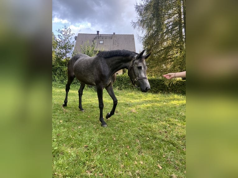 Caballo de salto Oldenburgo Yegua 4 años 155 cm Tordillo negro in Brakel