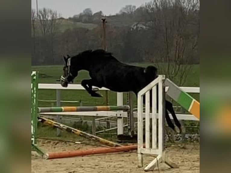 Caballo de salto Oldenburgo Yegua 4 años 155 cm Tordillo negro in Brakel