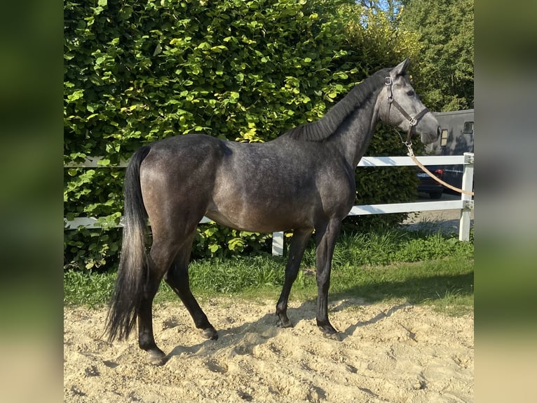 Caballo de salto Oldenburgo Yegua 4 años 155 cm Tordillo negro in Brakel