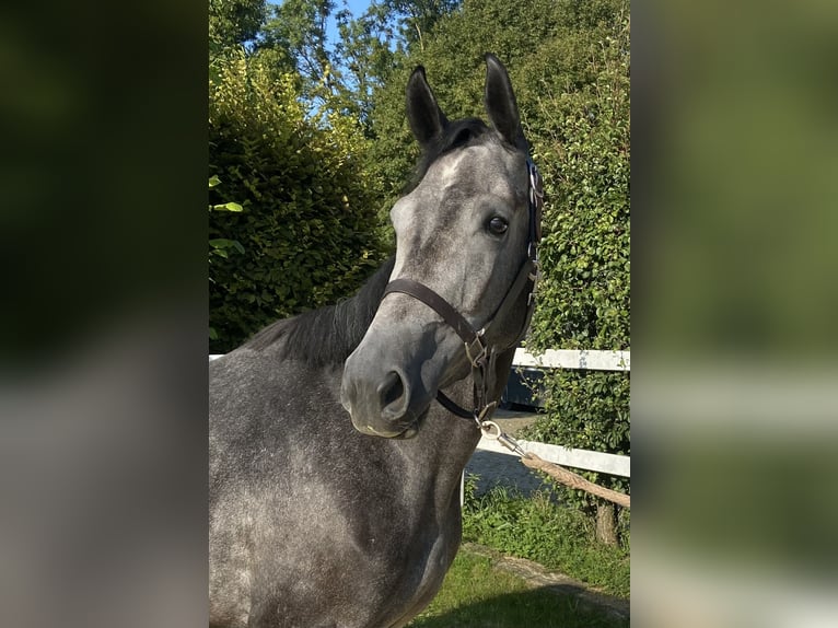 Caballo de salto Oldenburgo Yegua 4 años 155 cm Tordillo negro in Brakel