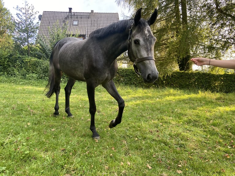 Caballo de salto Oldenburgo Yegua 4 años 155 cm Tordillo negro in Brakel