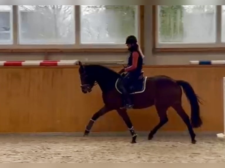 Caballo de salto Oldenburgo Yegua 4 años 161 cm Castaño oscuro in Hude (Oldenburg)