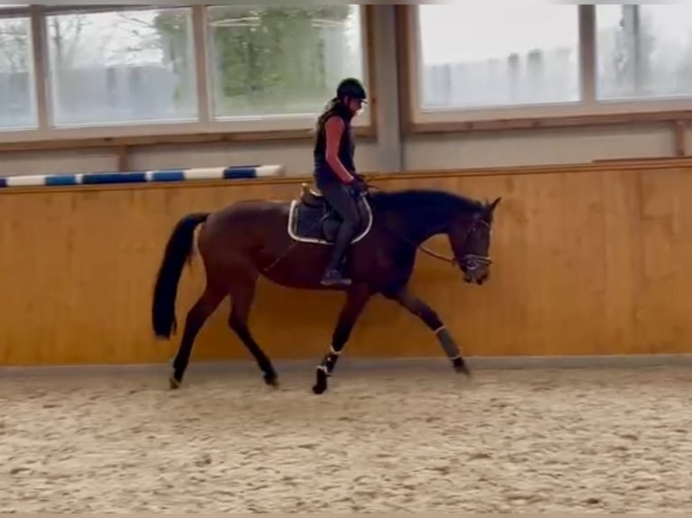 Caballo de salto Oldenburgo Yegua 4 años 161 cm Castaño oscuro in Hude (Oldenburg)Hude