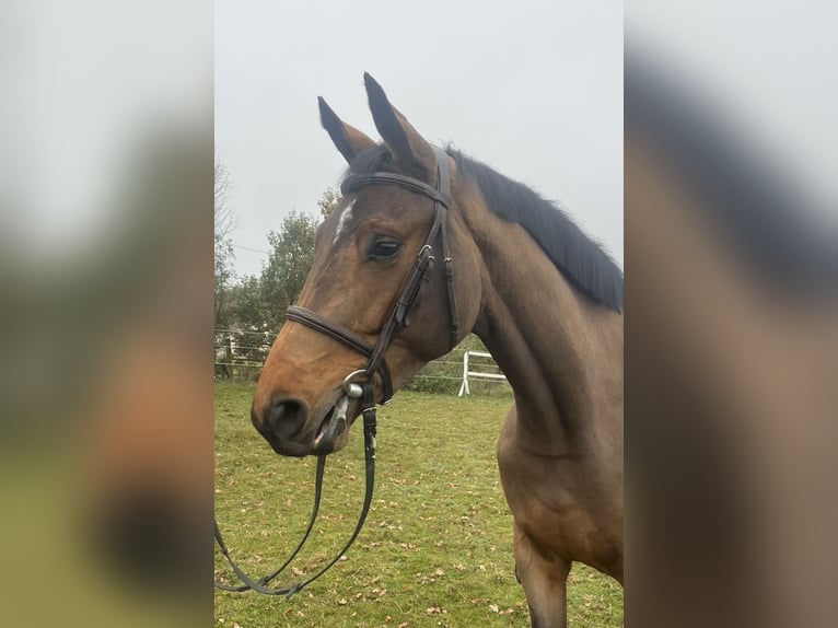 Caballo de salto Oldenburgo Yegua 4 años 163 cm Castaño in Gablingen