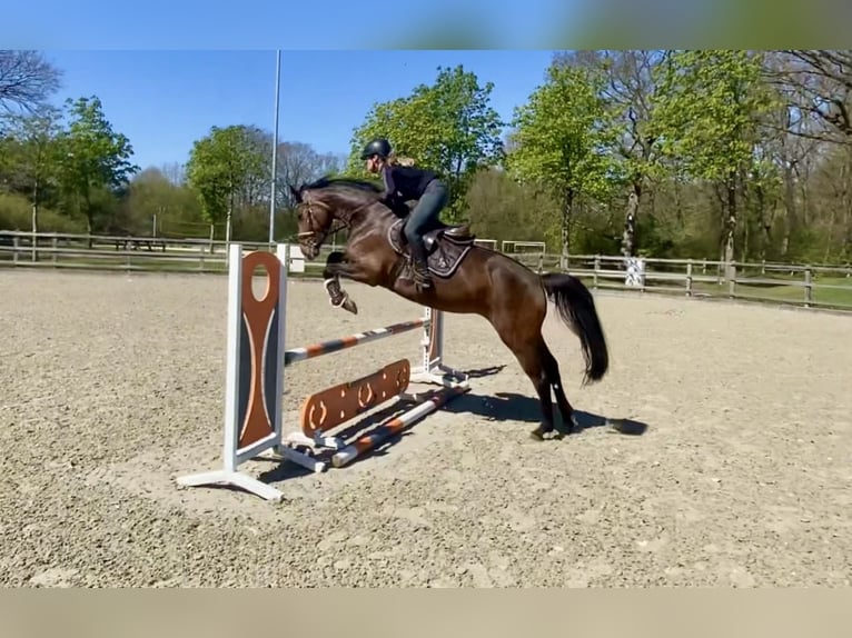 Caballo de salto Oldenburgo Yegua 4 años 163 cm Castaño oscuro in Hude (Oldenburg)