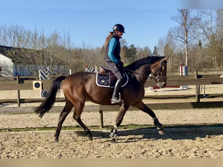 Caballo de salto Oldenburgo Yegua 4 años 163 cm Castaño oscuro in Hude (Oldenburg)