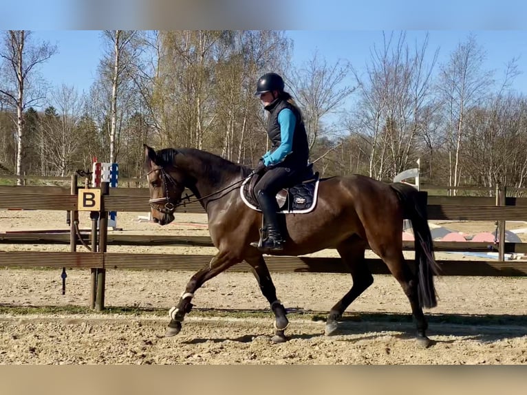 Caballo de salto Oldenburgo Yegua 4 años 163 cm Castaño oscuro in Hude (Oldenburg)