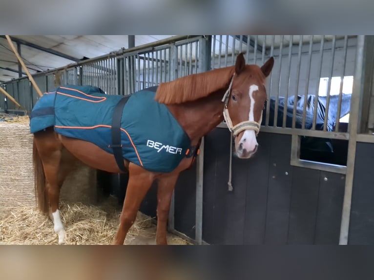 Caballo de salto Oldenburgo Yegua 4 años 164 cm Alazán in Felde