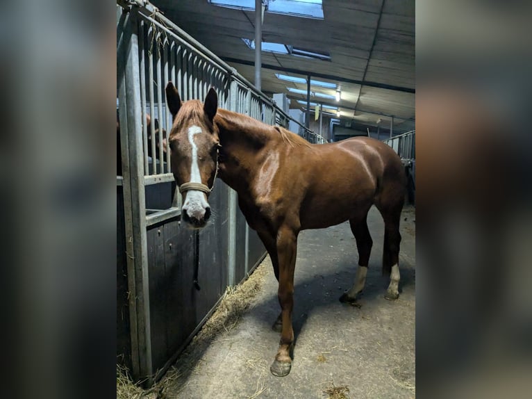 Caballo de salto Oldenburgo Yegua 4 años 164 cm Alazán in Felde