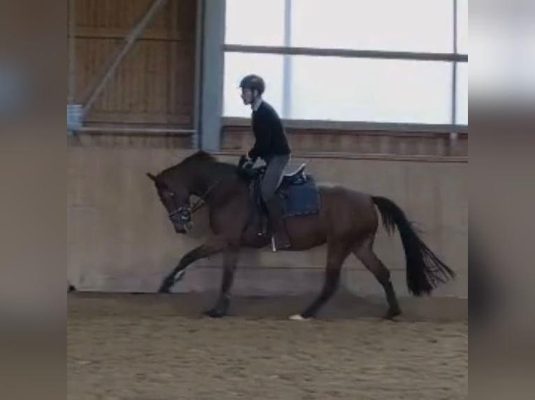 Caballo de salto Oldenburgo Yegua 4 años 164 cm Castaño in Königsmoos