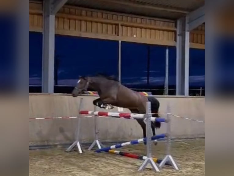 Caballo de salto Oldenburgo Yegua 4 años 164 cm Castaño in Königsmoos