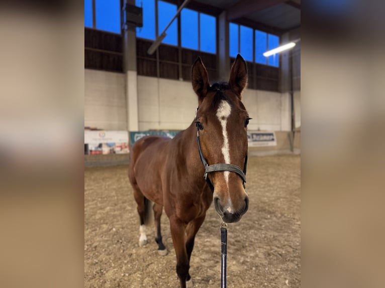 Caballo de salto Oldenburgo Yegua 4 años 164 cm Castaño in Linz