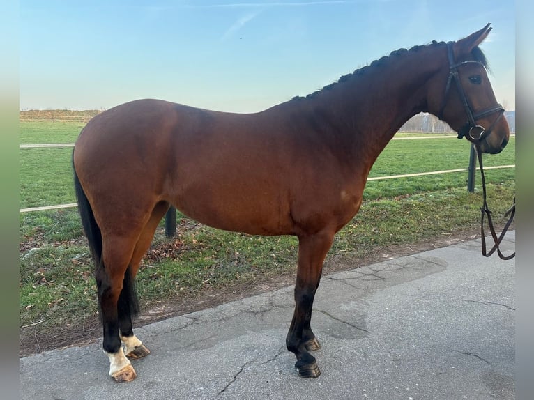 Caballo de salto Oldenburgo Yegua 4 años 164 cm Castaño in Ibbenbüren