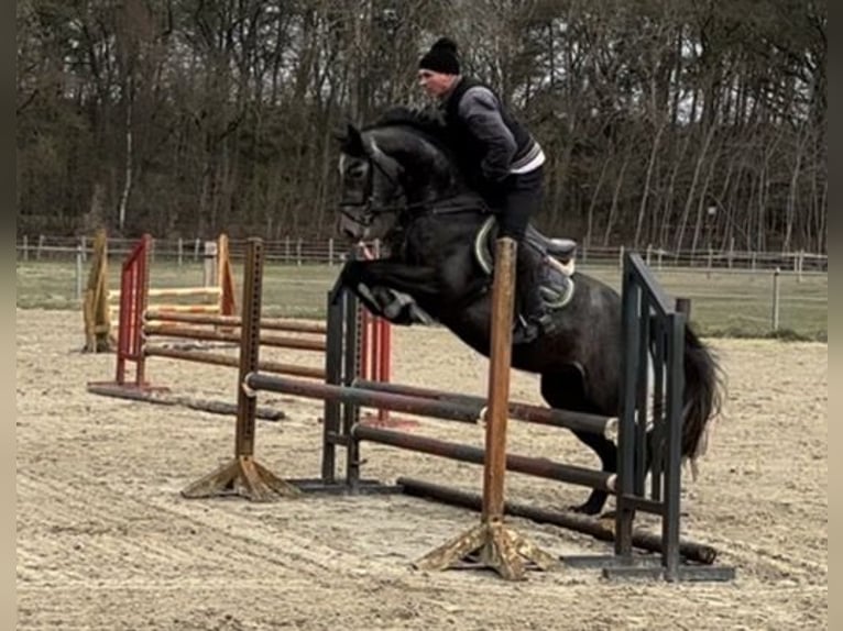 Caballo de salto Oldenburgo Yegua 4 años 164 cm Tordo rodado in Garlitz