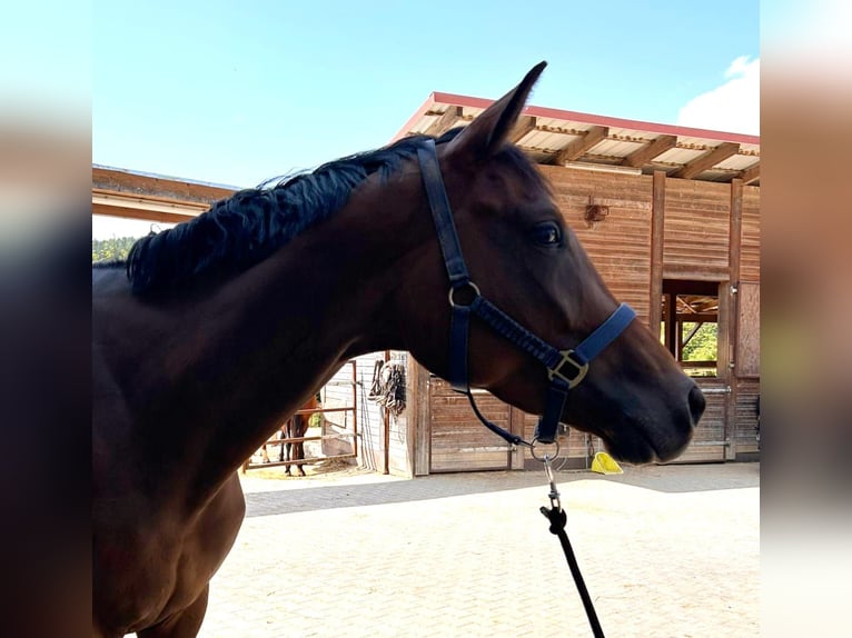 Caballo de salto Oldenburgo Yegua 4 años 165 cm Castaño in Dietfurt an der Altmühl