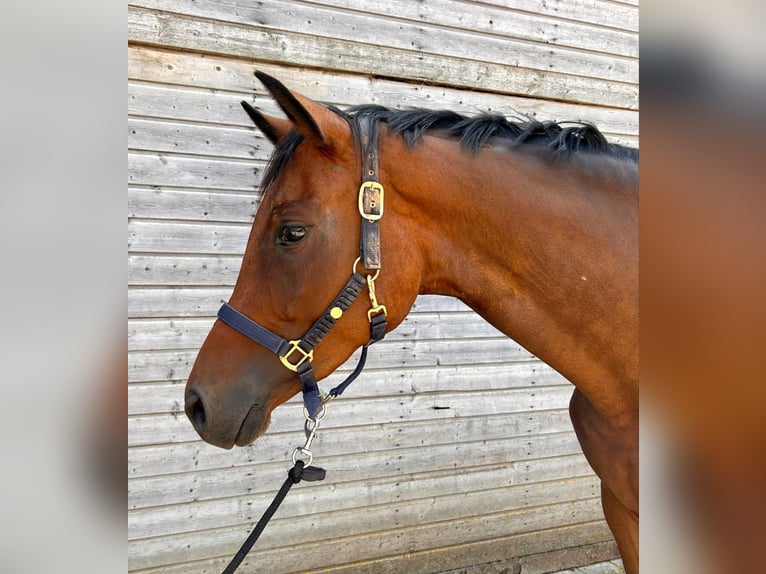 Caballo de salto Oldenburgo Yegua 4 años 165 cm Castaño in Dietfurt an der Altmühl