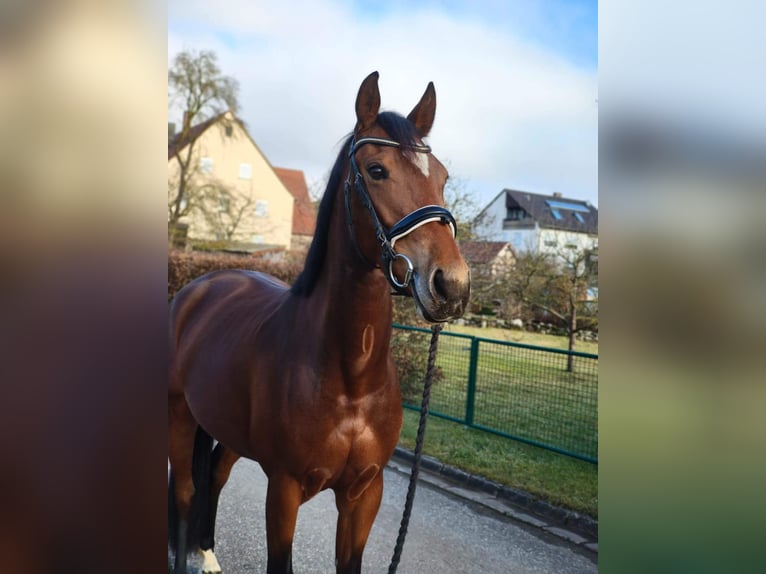 Caballo de salto Oldenburgo Yegua 4 años 165 cm Castaño in Königsmoos