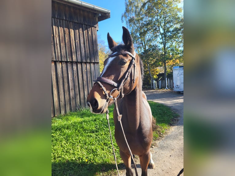 Caballo de salto Oldenburgo Yegua 4 años 165 cm Castaño in Großostheim