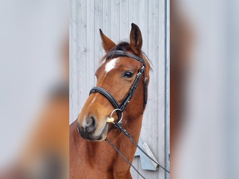 Caballo de salto Oldenburgo Yegua 4 años 165 cm Castaño in Leimersheim