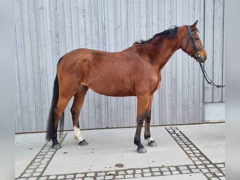 Caballo de salto Oldenburgo Yegua 4 años 165 cm Castaño in Leimersheim