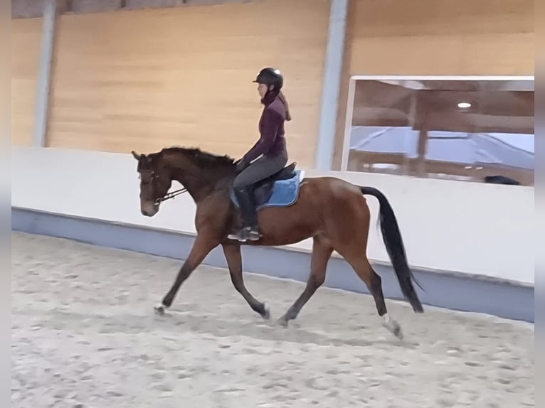 Caballo de salto Oldenburgo Yegua 4 años 165 cm Castaño in Leimersheim