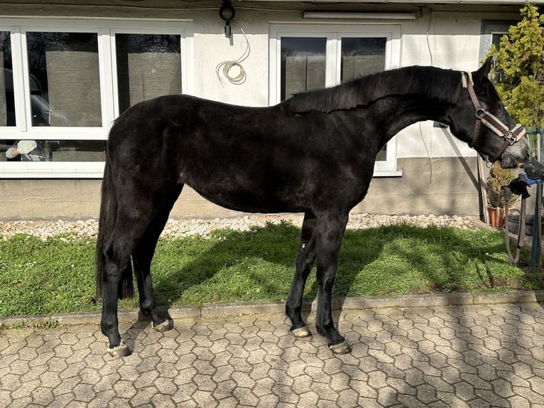 Caballo de salto Oldenburgo Yegua 4 años 165 cm Tordo in Bad Kreuznach