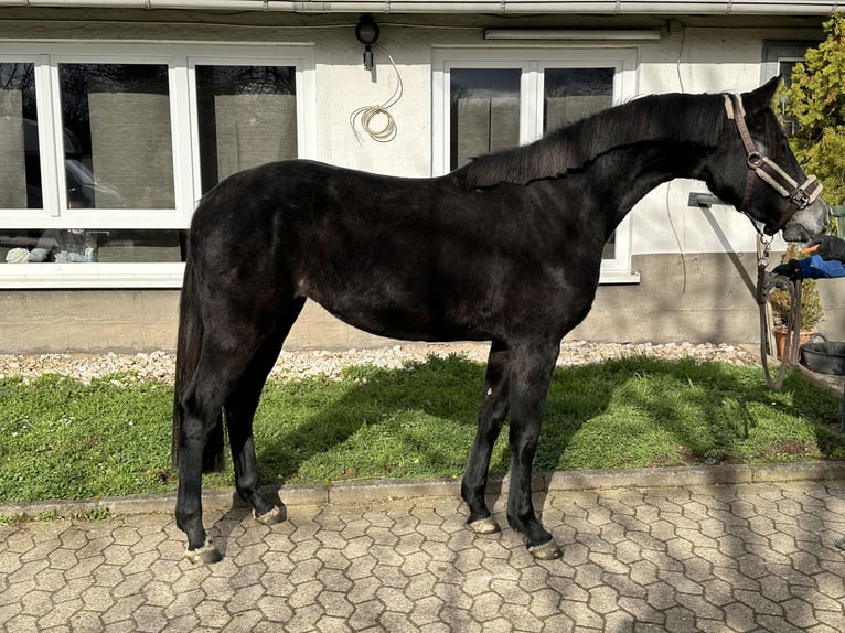 Caballo de salto Oldenburgo Yegua 4 años 165 cm Tordo in Bad Kreuznach