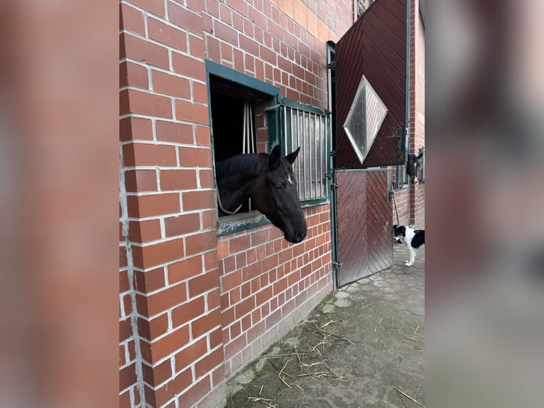 Caballo de salto Oldenburgo Yegua 4 años 166 cm Morcillo in WardenburgWardenburg