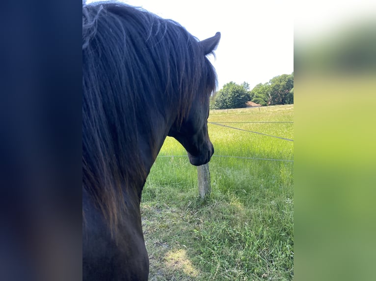 Caballo de salto Oldenburgo Yegua 4 años 166 cm Negro in Bohmte