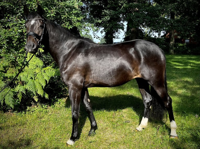 Caballo de salto Oldenburgo Yegua 4 años 166 cm Negro in Bohmte