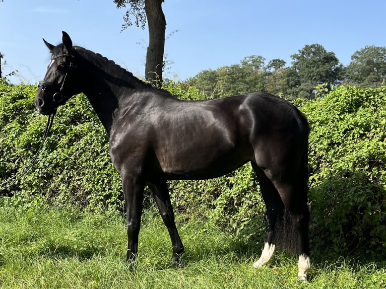 Caballo de salto Oldenburgo Yegua 4 años 166 cm Negro in Bohmte