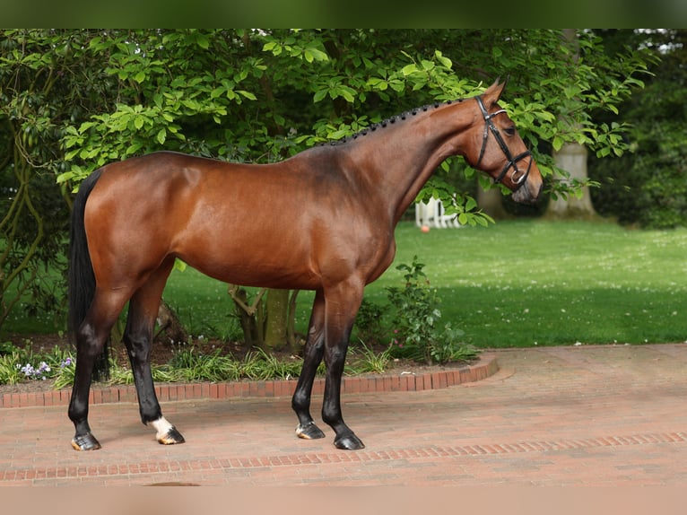 Caballo de salto Oldenburgo Yegua 4 años 167 cm Castaño in Lastrup