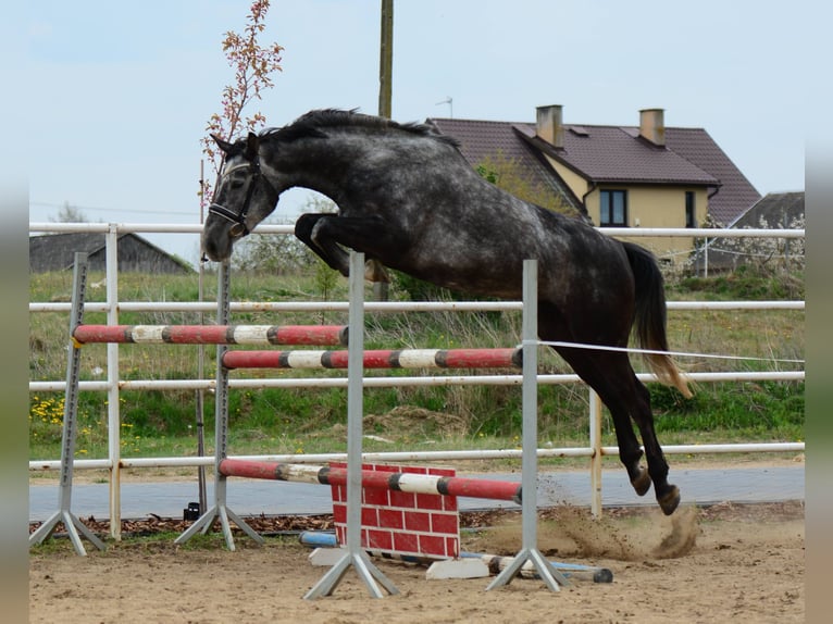 Caballo de salto Oldenburgo Yegua 4 años 167 cm Tordo rodado in Przasnysz