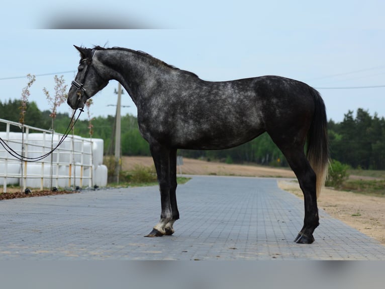 Caballo de salto Oldenburgo Yegua 4 años 167 cm Tordo rodado in Przasnysz