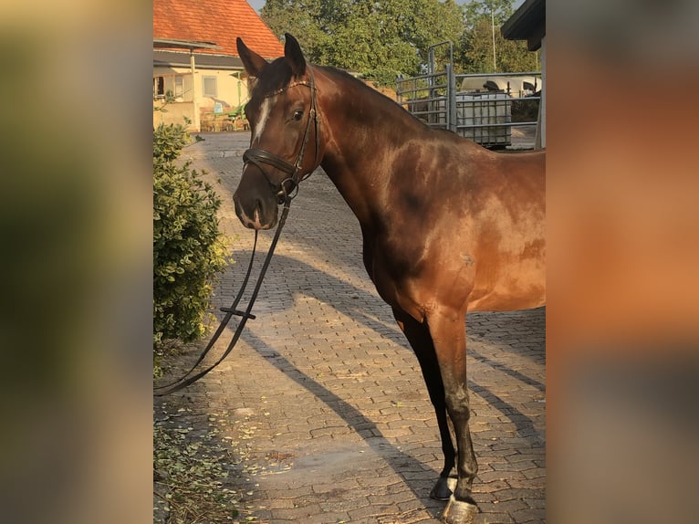 Caballo de salto Oldenburgo Yegua 4 años 168 cm Castaño in Hiddenhausen