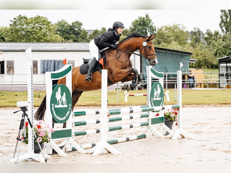 Caballo de salto Oldenburgo Yegua 4 años 168 cm Castaño in Sehlem