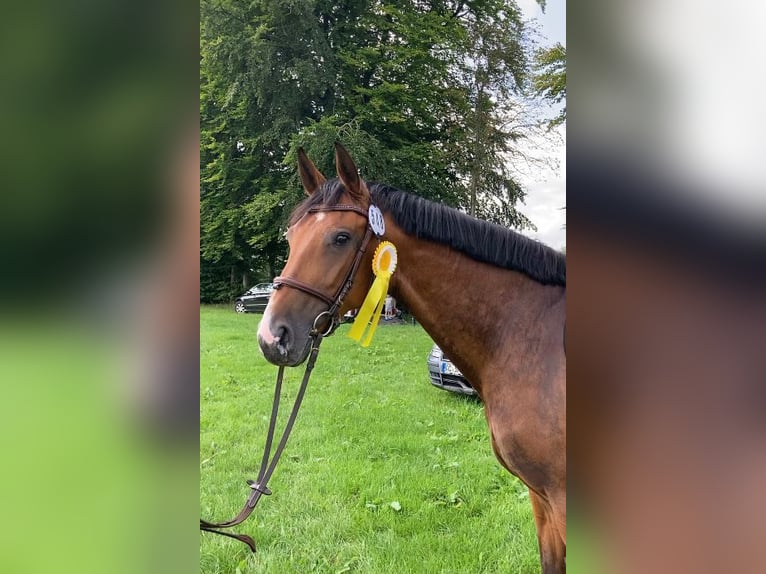 Caballo de salto Oldenburgo Yegua 4 años 168 cm Castaño in Sehlem