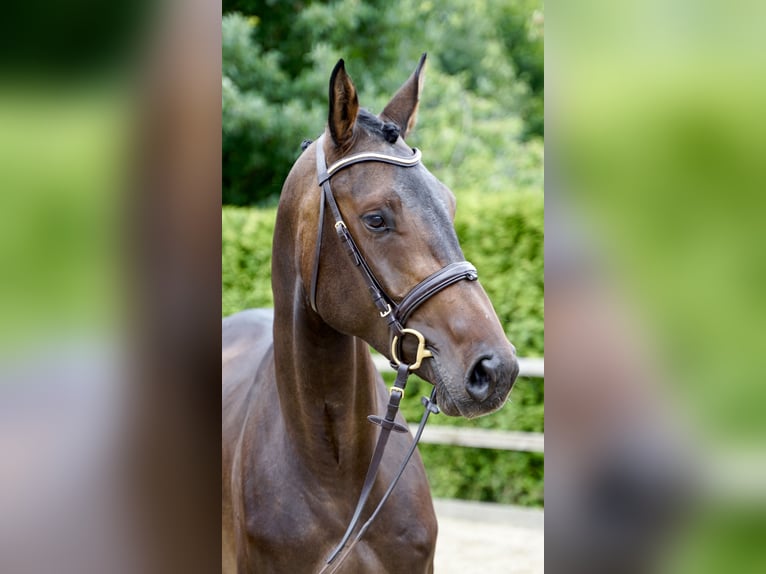 Caballo de salto Oldenburgo Yegua 4 años 168 cm Castaño oscuro in Lohne (Oldenburg)