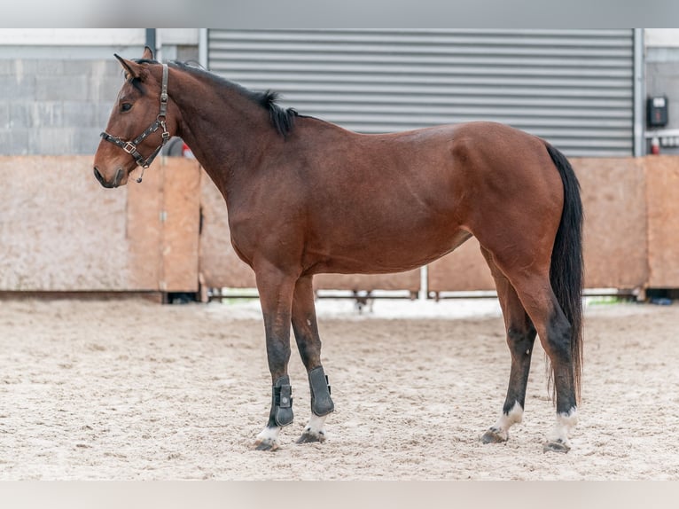 Caballo de salto Oldenburgo Yegua 4 años 168 cm Castaño rojizo in Zduchovice