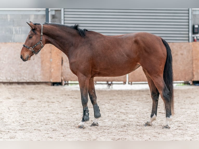 Caballo de salto Oldenburgo Yegua 4 años 168 cm Castaño rojizo in Zduchovice