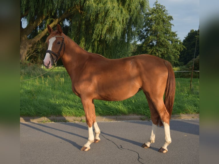 Caballo de salto Oldenburgo Yegua 4 años 170 cm Alazán in Wittstock/Dosse